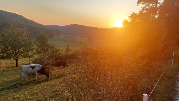 Abendspaziergang am Heuchlinger Kuhanger bei Pommelsbrunn.