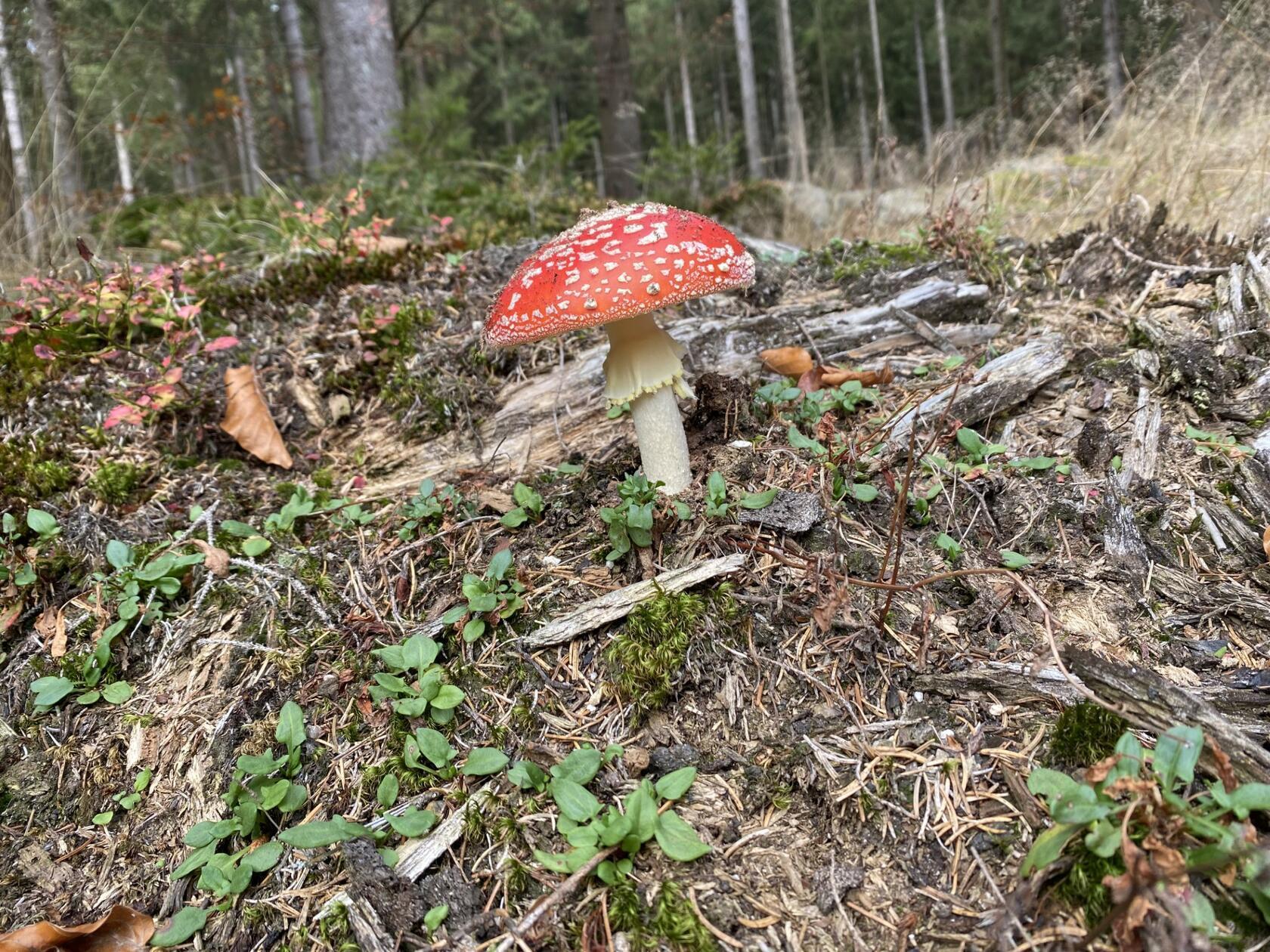 Wunderschön, doch leider giftig: Ein Fliegenpilz.