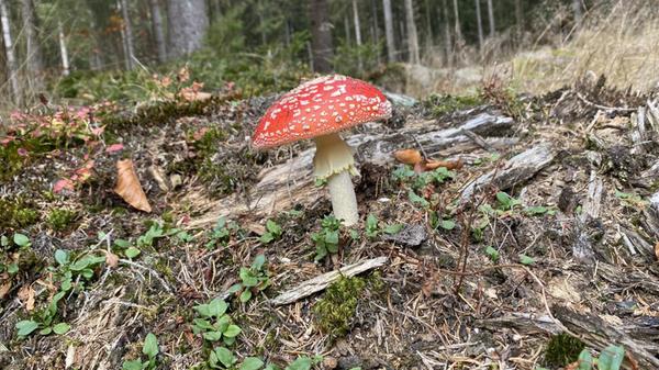 Wunderschön, doch leider giftig: Ein Fliegenpilz.