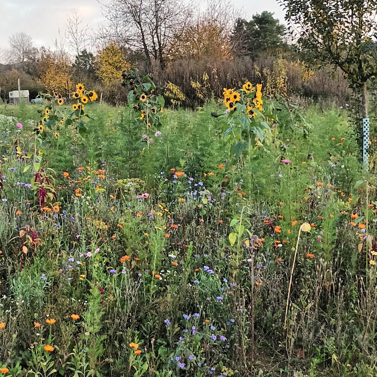 Die letzten Blumen des Jahres, fotografiert in Guntersrieth.