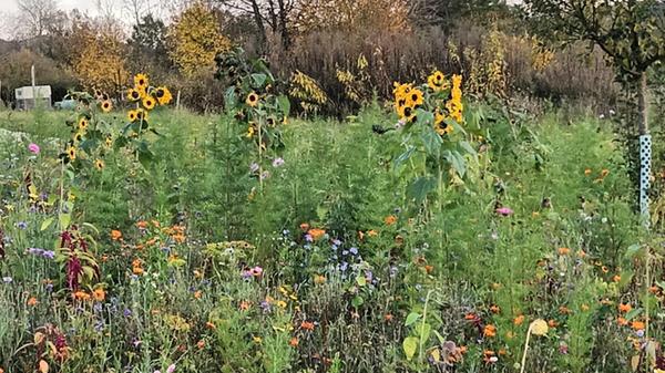 Die letzten Blumen des Jahres, fotografiert in Guntersrieth.