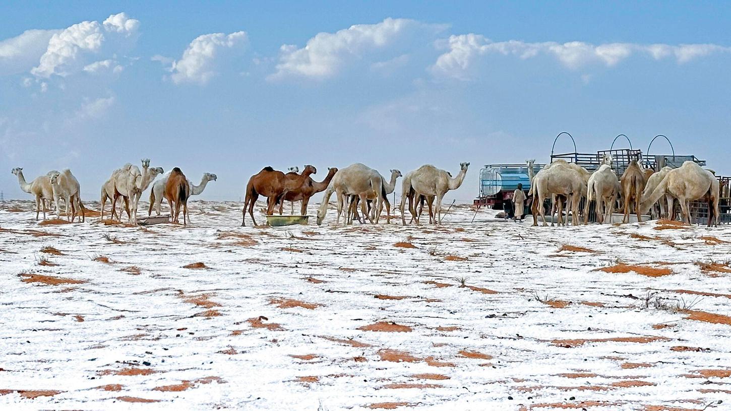 Kurioser Anblick: Schnee umgibt Kamele auf ihrer Farm in der Provinz Al Jawf, im Norden Saudi-Arabiens, am Samstag, 2. November 2024. Kurioser Anblick: Schnee umgibt Kamele auf ihrer Farm in der Provinz Al Jawf, im Norden Saudi-Arabiens, am Samstag, 2. November 2024.