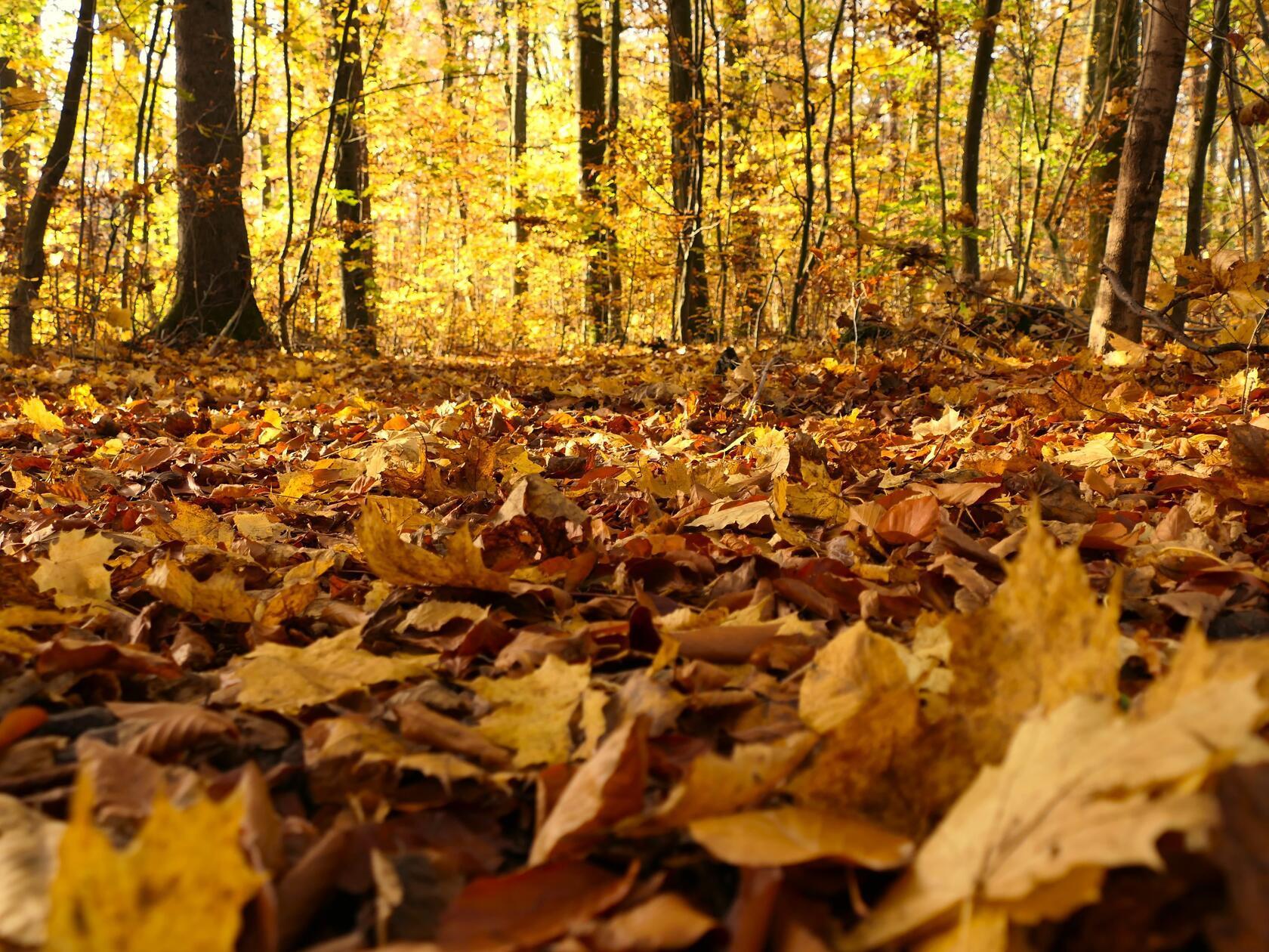 Raschelndes Laub im Herbstwald.