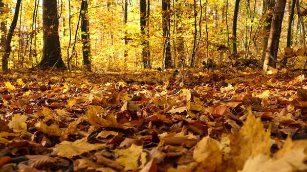 Raschelndes Laub im Herbstwald.
