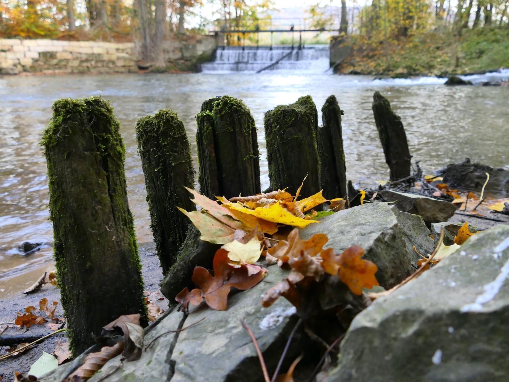 Friedlich fließt die Pegnitz in Reichenschwand vor sich hin.