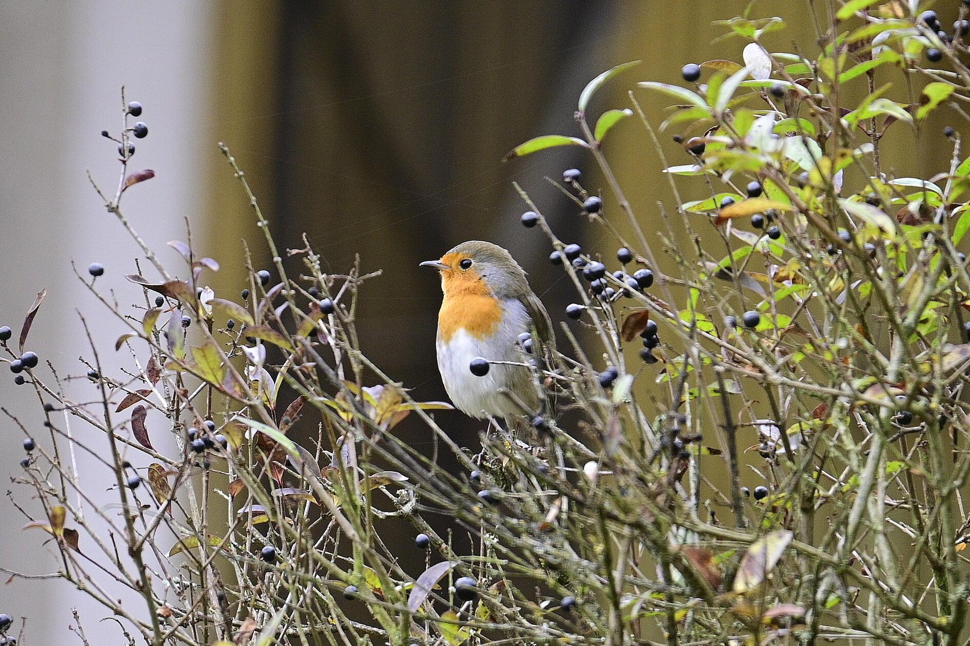 Tierischer Besuch: Rotkehlchen auf einer Beerenhecke.