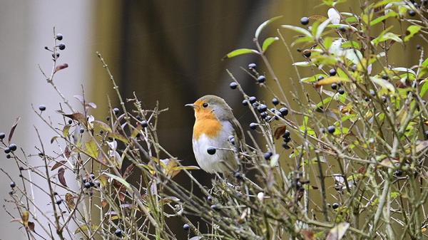 Tierischer Besuch: Rotkehlchen auf einer Beerenhecke.