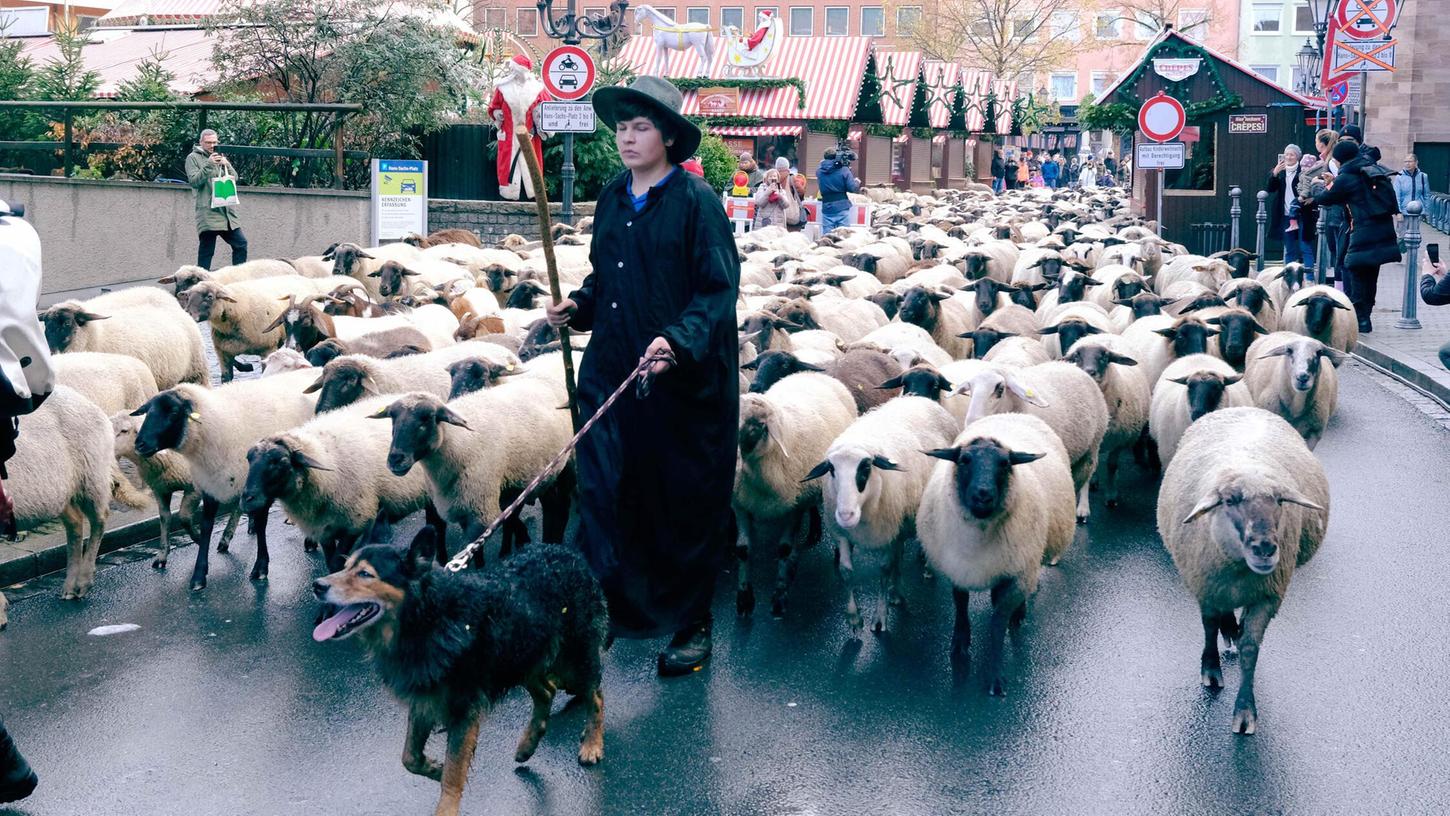 Am Wochenende zieht wieder eine Schafherde über den Nürnberger Hauptmarkt. Die Schäferfamilie Gackstatter ist mit ihren 600 Schafen unterwegs. Am Wochenende zieht wieder eine Schafherde über den Nürnberger Hauptmarkt. Die Schäferfamilie Gackstatter ist mit ihren 600 Schafen unterwegs.