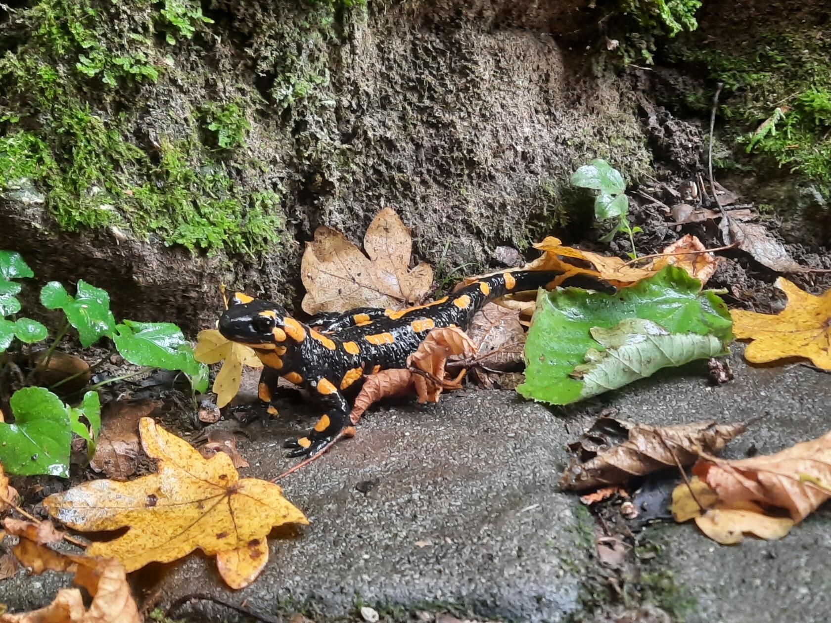 Tierischer Besuch in Pommelsbrunn: Dieser Feuersalamander besucht regelmäßig unsere Leserin.