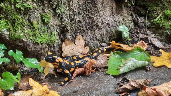 Tierischer Besuch in Pommelsbrunn: Dieser Feuersalamander besucht regelmäßig unsere Leserin.