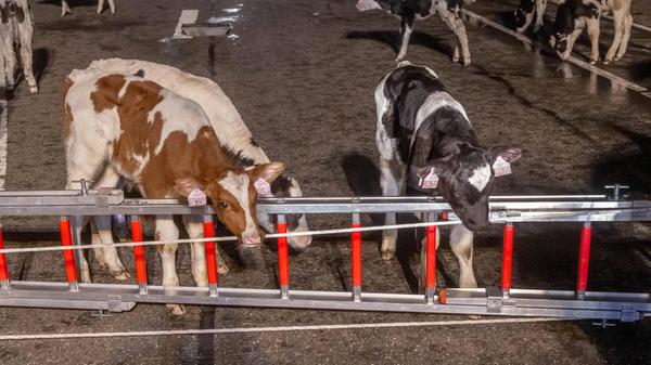 B500 Iffezheim: Feuer in Tiertransporter - Über 15