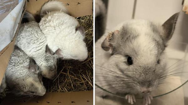 Chinchilla Tierheim Nürnberg