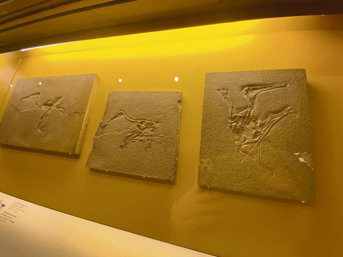 Sensationeller Fossilienfund im Altm&uuml;hltal: Der "Schwertschwanz" l&ouml;st ein Forschungsr&auml;tsel