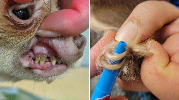 2024-11-21_10-28_collage