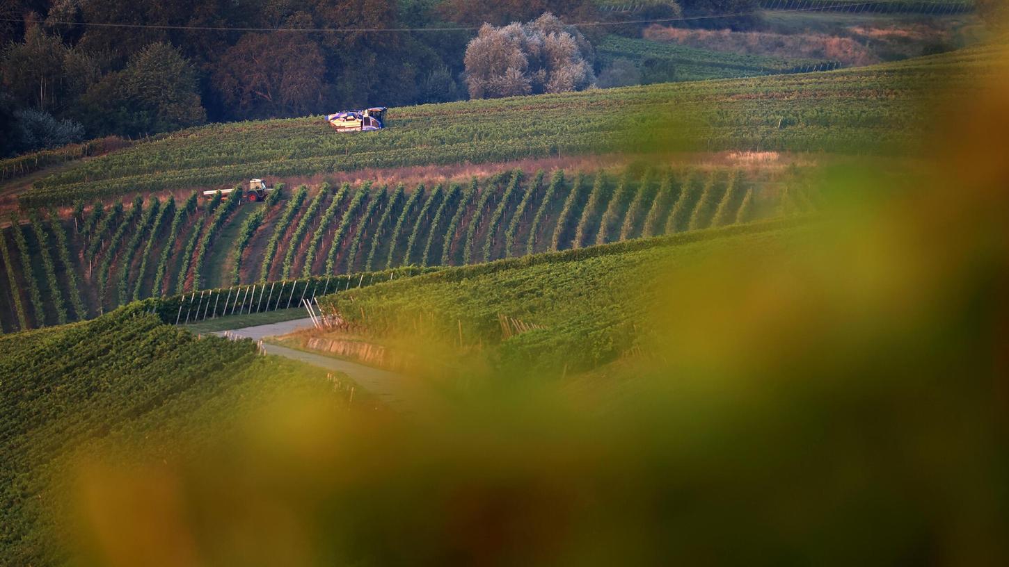 Die Mainschleife in Unterfranken ist ein beliebtes Ausflugsziel. Der Boykottaufruf gegen die Weinstube "Torbäck" erwies sich für die Verfasser jedoch als Bumerang. Die Mainschleife in Unterfranken ist ein beliebtes Ausflugsziel. Der Boykottaufruf gegen die Weinstube "Torbäck" erwies sich für die Verfasser jedoch als Bumerang.