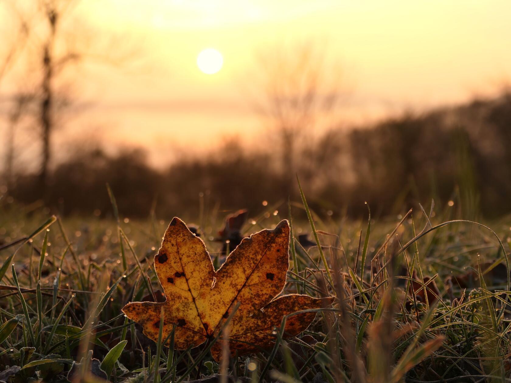 Sanft liegt der Morgentau auf der Landschaft.
