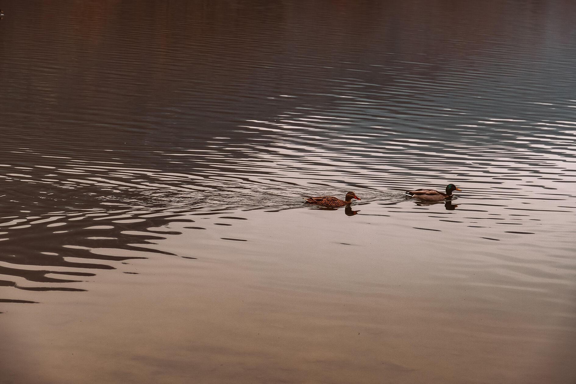 Das Entenpaar zieht seine Spur im Stausee.