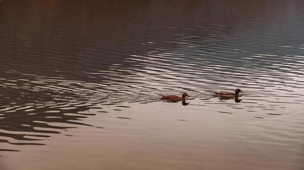 Das Entenpaar zieht seine Spur im Stausee.