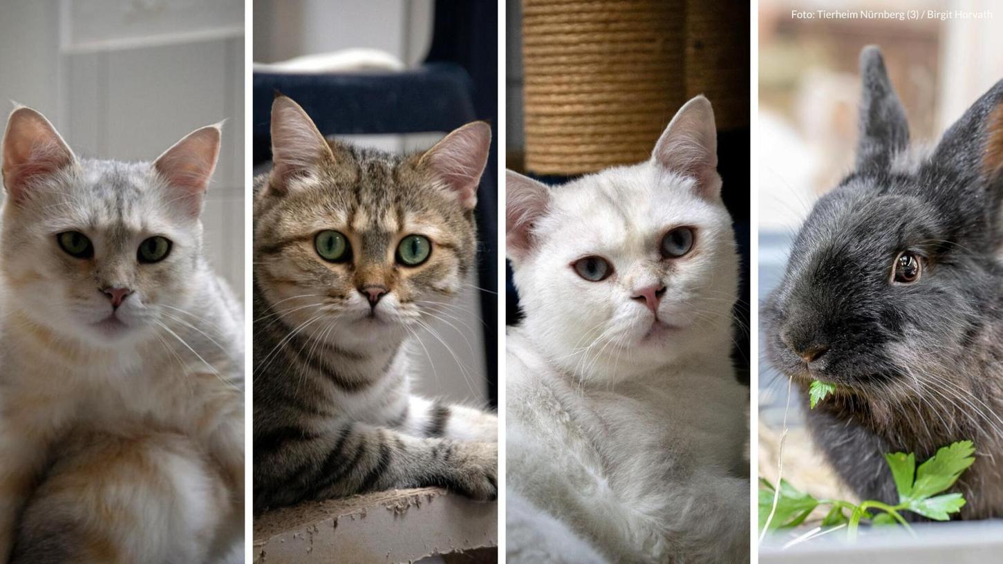 Suchen ein Zuhause: Katzen Leon, Lara und Letzter Mohikaner, Kaninchen Yato Suchen ein Zuhause: Katzen Leon, Lara und Letzter Mohikaner, Kaninchen Yato