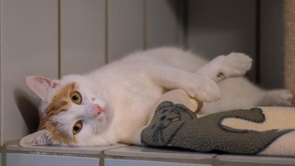 161224_di_tierheim02