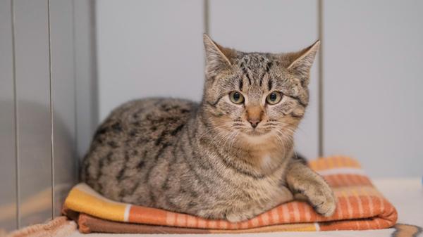 161224_di_tierheim01