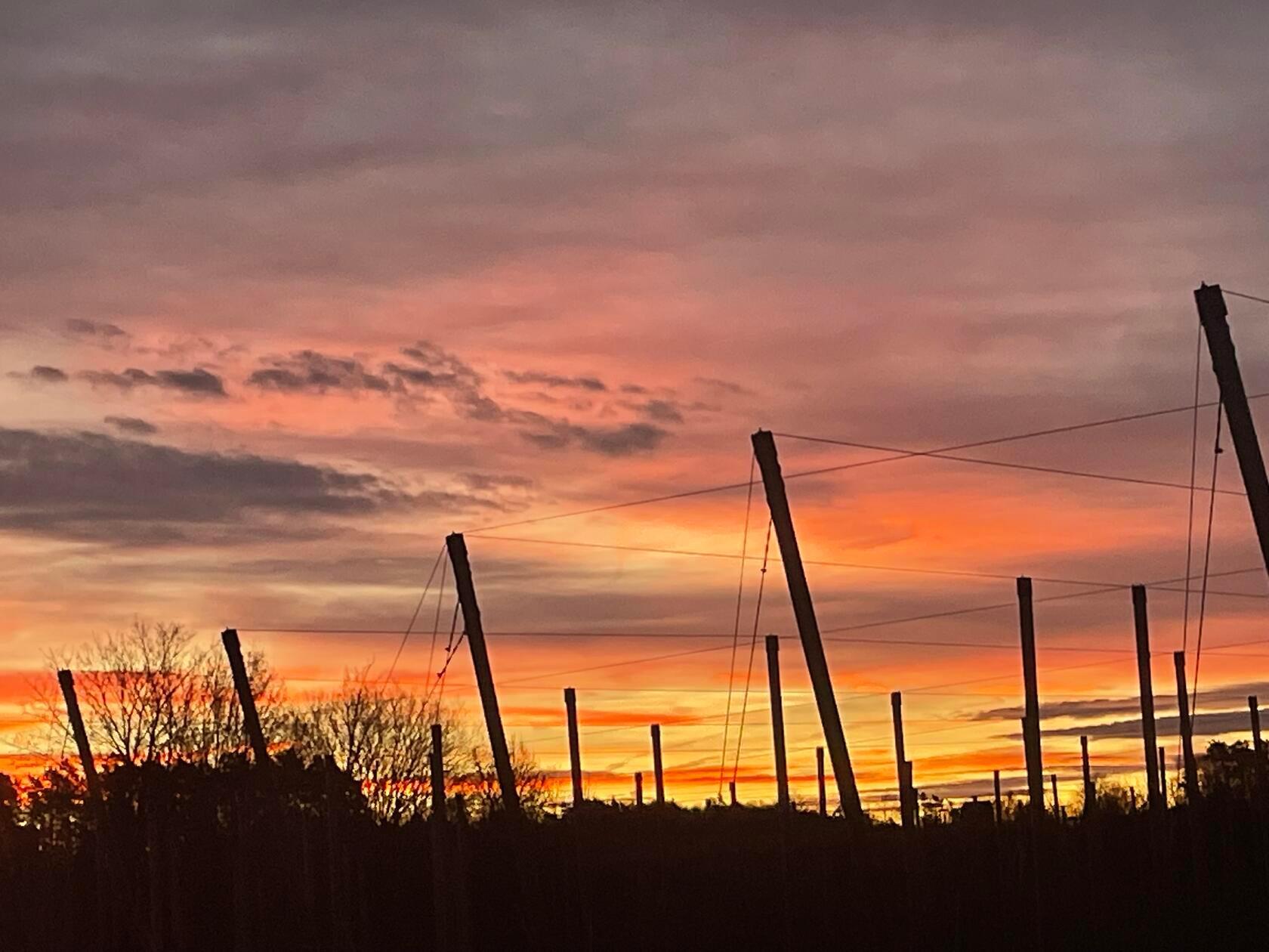 Sonnenaufgang über einem Hopfenfeld, fotografiert von unserer Leserin Heidi Sperber.