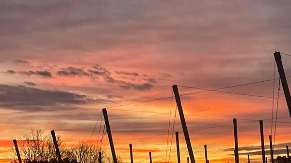 Sonnenaufgang über einem Hopfenfeld, fotografiert von unserer Leserin Heidi Sperber.