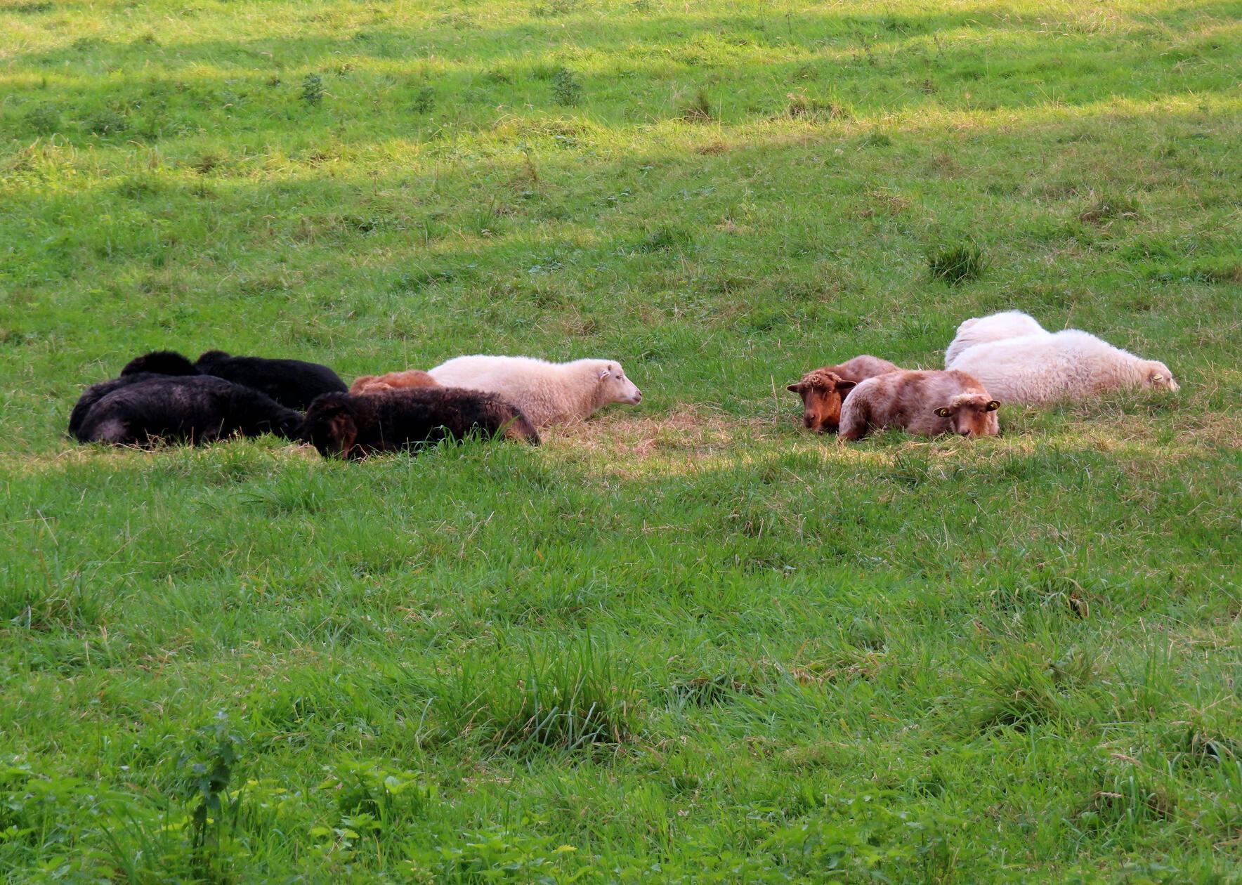 Mit einem besonders skurrilen Diebstahl hatte es die Polizei Unterfranken zu tun. Drei Merinoschafe sind von ihrer eingezäunten Weide in Kolitzheim (Landkreis Schweinfurt) gestohlen worden. Die Tiere seien frisch geschoren gewesen, teilte die Polizei am Dienstag mit. Die Schafe hätten insgesamt einen Wert von etwa 360 Euro. Die Polizei hofft nun auf Zeugenhinweise.