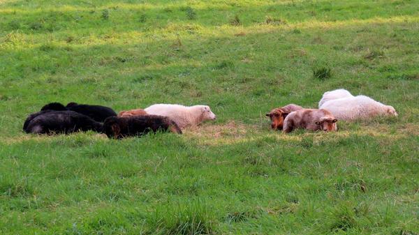 Mit einem besonders skurrilen Diebstahl hatte es die Polizei Unterfranken zu tun. Drei Merinoschafe sind von ihrer eingezäunten Weide in Kolitzheim (Landkreis Schweinfurt) gestohlen worden. Die Tiere seien frisch geschoren gewesen, teilte die Polizei am Dienstag mit. Die Schafe hätten insgesamt einen Wert von etwa 360 Euro. Die Polizei hofft nun auf Zeugenhinweise.