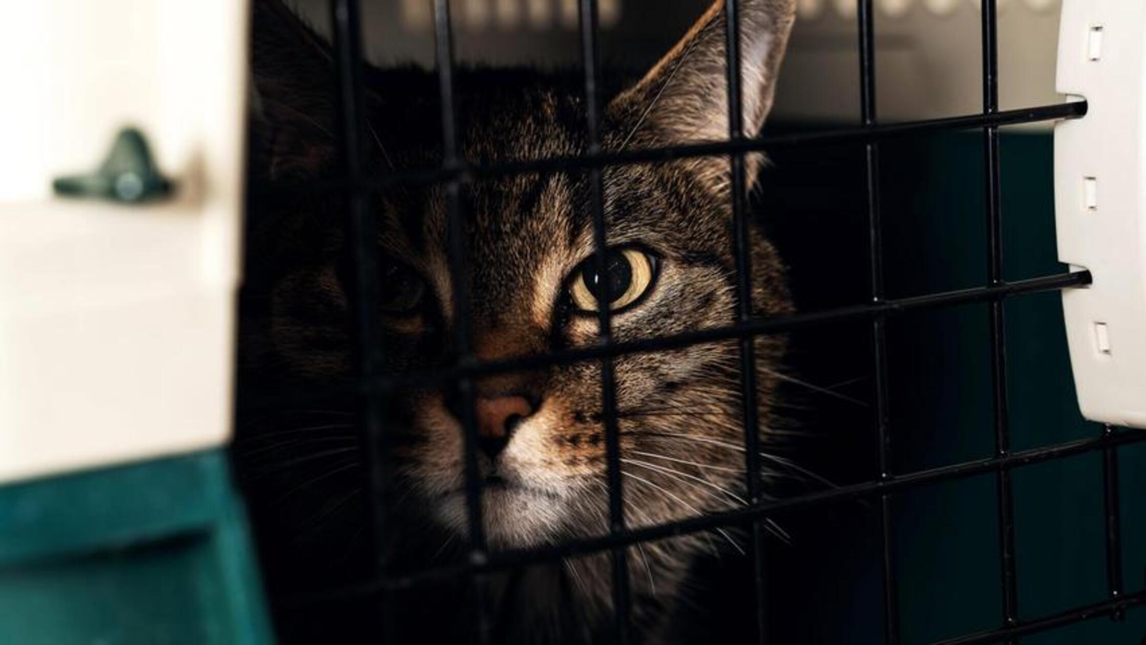 Im Mai musste eine Frau einen ordentlichen Schock erleben: Weil ihr Auto nicht mehr ansprang und sie deshalb einen Pannendienst verständigen musste, stellte sie ihre zwei Katzen in Transportboxen für wenige Minuten auf dem Gehsteig in Nürnberg-Langwasser ab. Als sie wieder an den Ort des Geschehens zurückkam, waren die Boxen verschwunden. Dank großer medialer Suchaktion meldete sich wenig später eine Finderin: Ihr Bruder hatte die Transportboxen mit den Katzen an sich genommen, in der Annahme, die Tiere wären ausgesetzt worden.