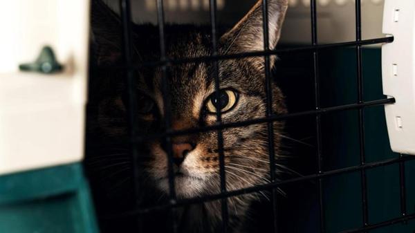 Im Mai musste eine Frau einen ordentlichen Schock erleben: Weil ihr Auto nicht mehr ansprang und sie deshalb einen Pannendienst verständigen musste, stellte sie ihre zwei Katzen in Transportboxen für wenige Minuten auf dem Gehsteig in Nürnberg-Langwasser ab. Als sie wieder an den Ort des Geschehens zurückkam, waren die Boxen verschwunden. Dank großer medialer Suchaktion meldete sich wenig später eine Finderin: Ihr Bruder hatte die Transportboxen mit den Katzen an sich genommen, in der Annahme, die Tiere wären ausgesetzt worden.