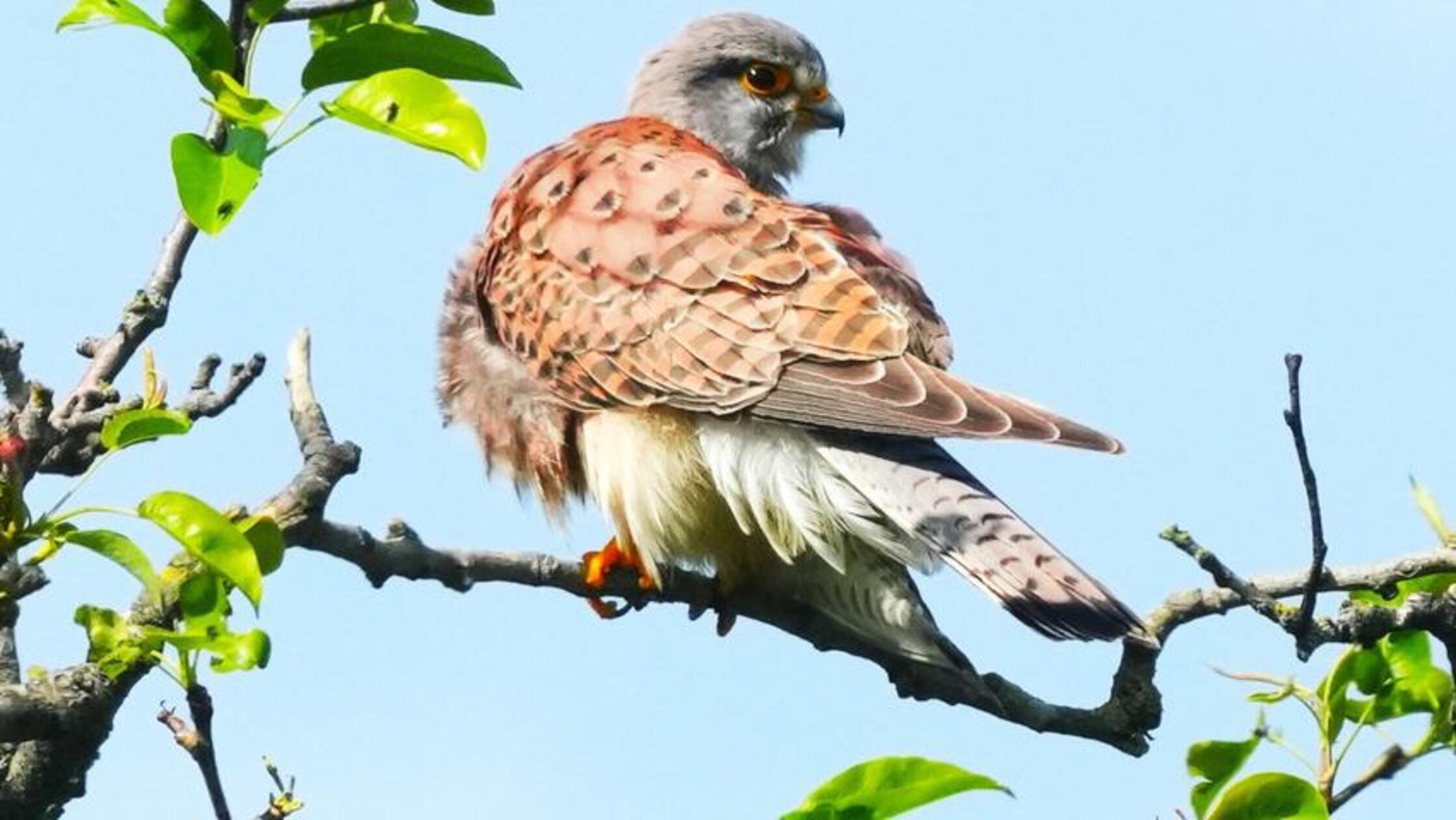 Ein äußerst zahmer Greifvogel hat Anfang Juni einen Polizeieinsatz im Landkreis Kelheim ausgelöst. Eine Frau wurde in Abensberg auf den Turmfalken aufmerksam, der sich äußerst "untypisch" verhielt und sich sogar auf die Arme von Passanten setzte, berichtet die Polizei. Ein Jäger, der den Vogel bereits seit längerer Zeit beobachtet, konnte bestätigen, dass das Tier nicht von Menschen aufgezogen wurde. Der Falke wurde von den Beamten in eine Vogelauffangstation gebracht.