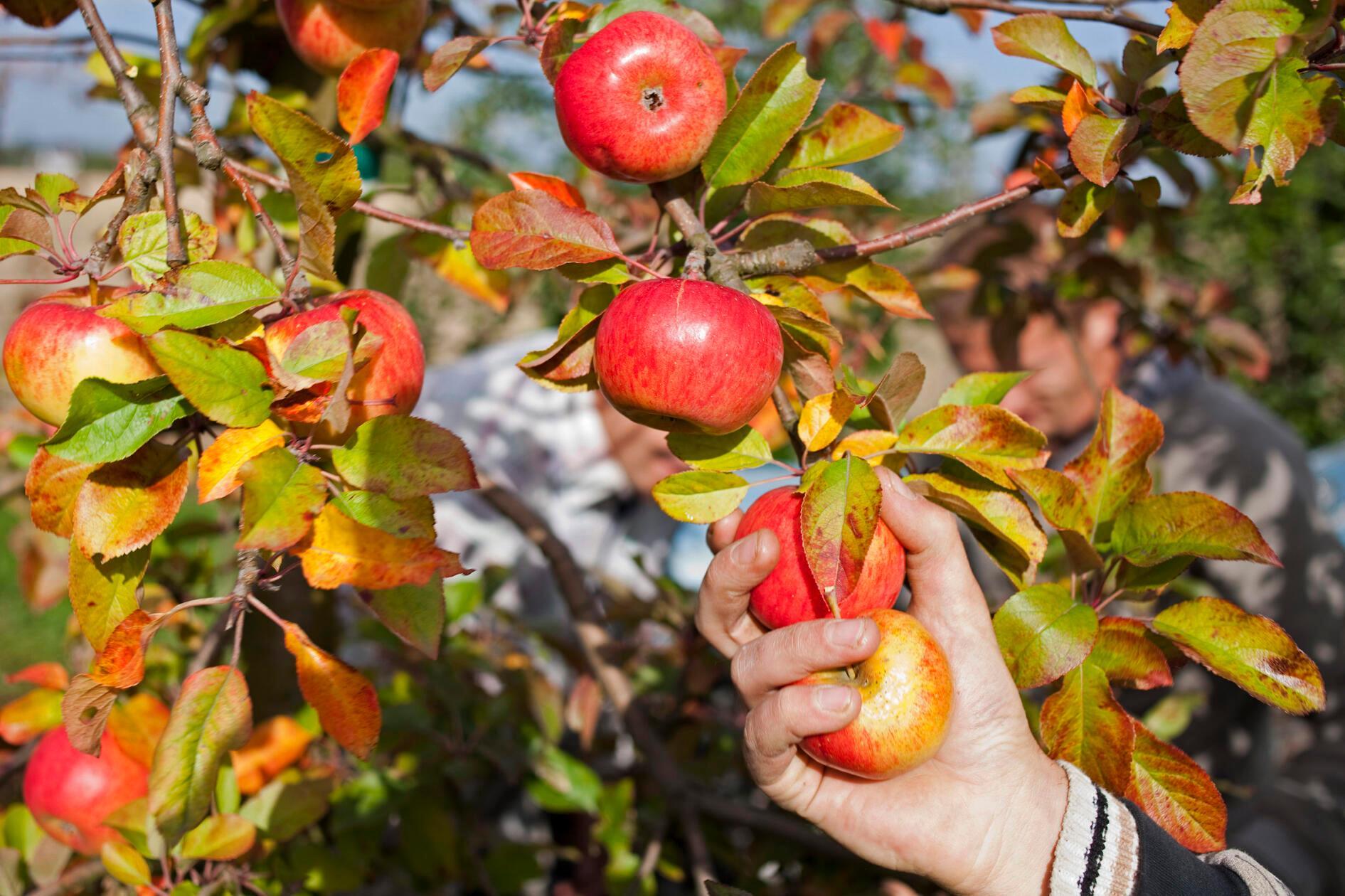 Wie die Polizei aus Forchheim mitteilt, konnte eine Zeugin Ende September beobachten, wie zwei Frauen und ein Mann einen kompletten Apfelbaum im Markt Igensdorf in Oberfranken abernteten. Inzwischen konnte die Polizei die Identität der Diebe feststellen. Diese erwartet eine Anzeige aufgrund der entwendeten Äpfel – insgesamt wurden 320 Kilogramm gestohlen. Die Höhe des gestohlenen Guts schätzt die Polizei auf 620 Euro ein.
