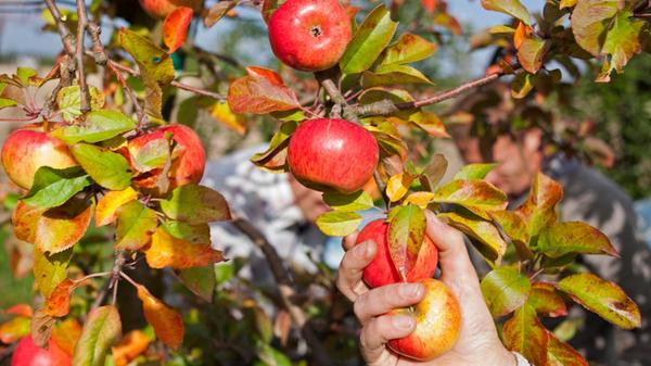 Wie die Polizei aus Forchheim mitteilt, konnte eine Zeugin Ende September beobachten, wie zwei Frauen und ein Mann einen kompletten Apfelbaum im Markt Igensdorf in Oberfranken abernteten. Inzwischen konnte die Polizei die Identität der Diebe feststellen. Diese erwartet eine Anzeige aufgrund der entwendeten Äpfel – insgesamt wurden 320 Kilogramm gestohlen. Die Höhe des gestohlenen Guts schätzt die Polizei auf 620 Euro ein.