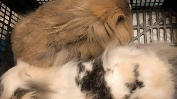 471796535_1004652951707476_69314367772868468_n