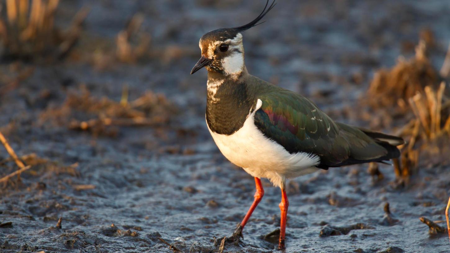 Unverkennbar dank seiner markanten Federhaube: Der Kiebitz war Vogel des Jahres 2024, er gilt als stark gefährdet. Unverkennbar dank seiner markanten Federhaube: Der Kiebitz war Vogel des Jahres 2024, er gilt als stark gefährdet.