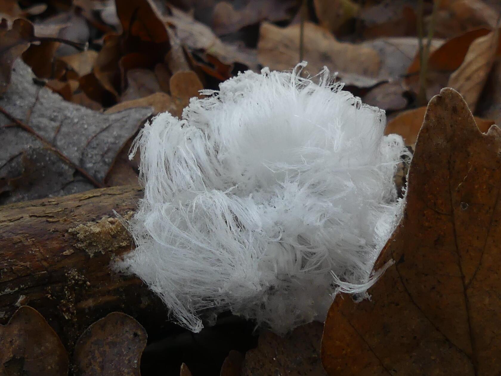Seltenes Naturphänomen: Eishaar, entdeckt von unserer Leserfotografin Ute Kraus bei gezielter Suche.