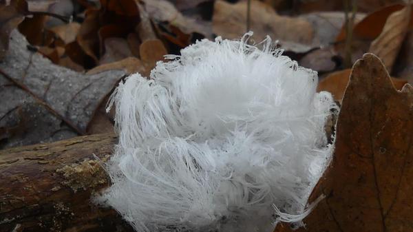 Seltenes Naturphänomen: Eishaar, entdeckt von unserer Leserfotografin Ute Kraus bei gezielter Suche.