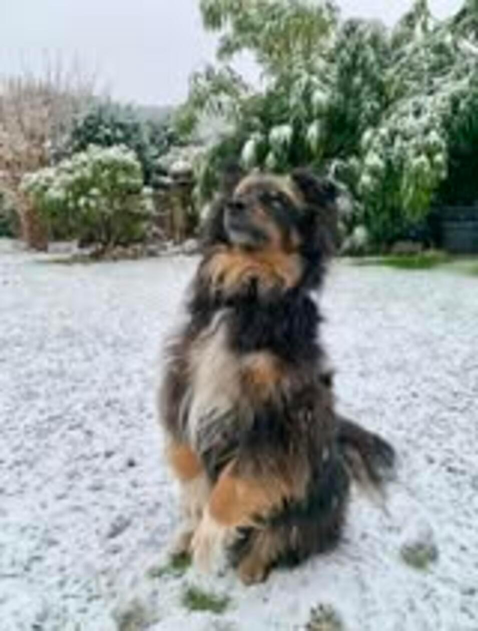 Ein Hund aus dem Landkreis Roth hat im Schnee sichtlich Spaß.