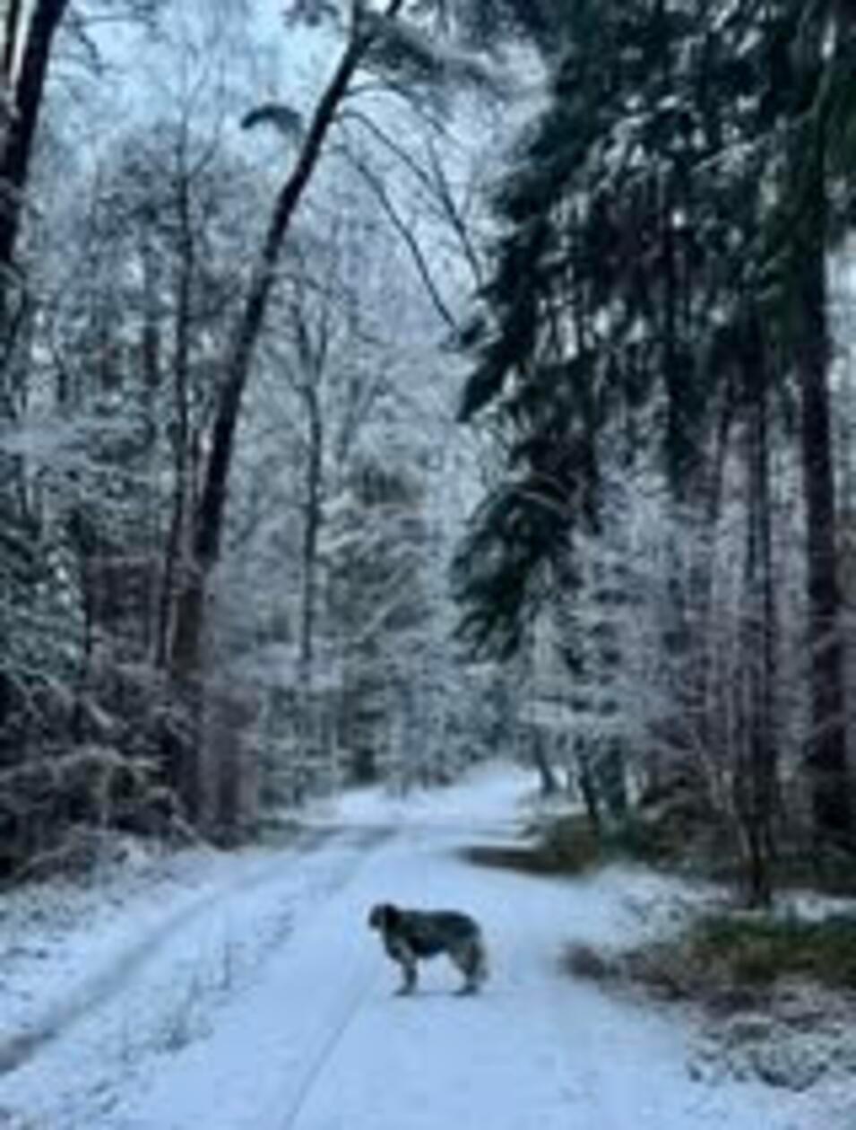 Ein Wald in Franken verwandelten sich in ein "Winter Wonderland".