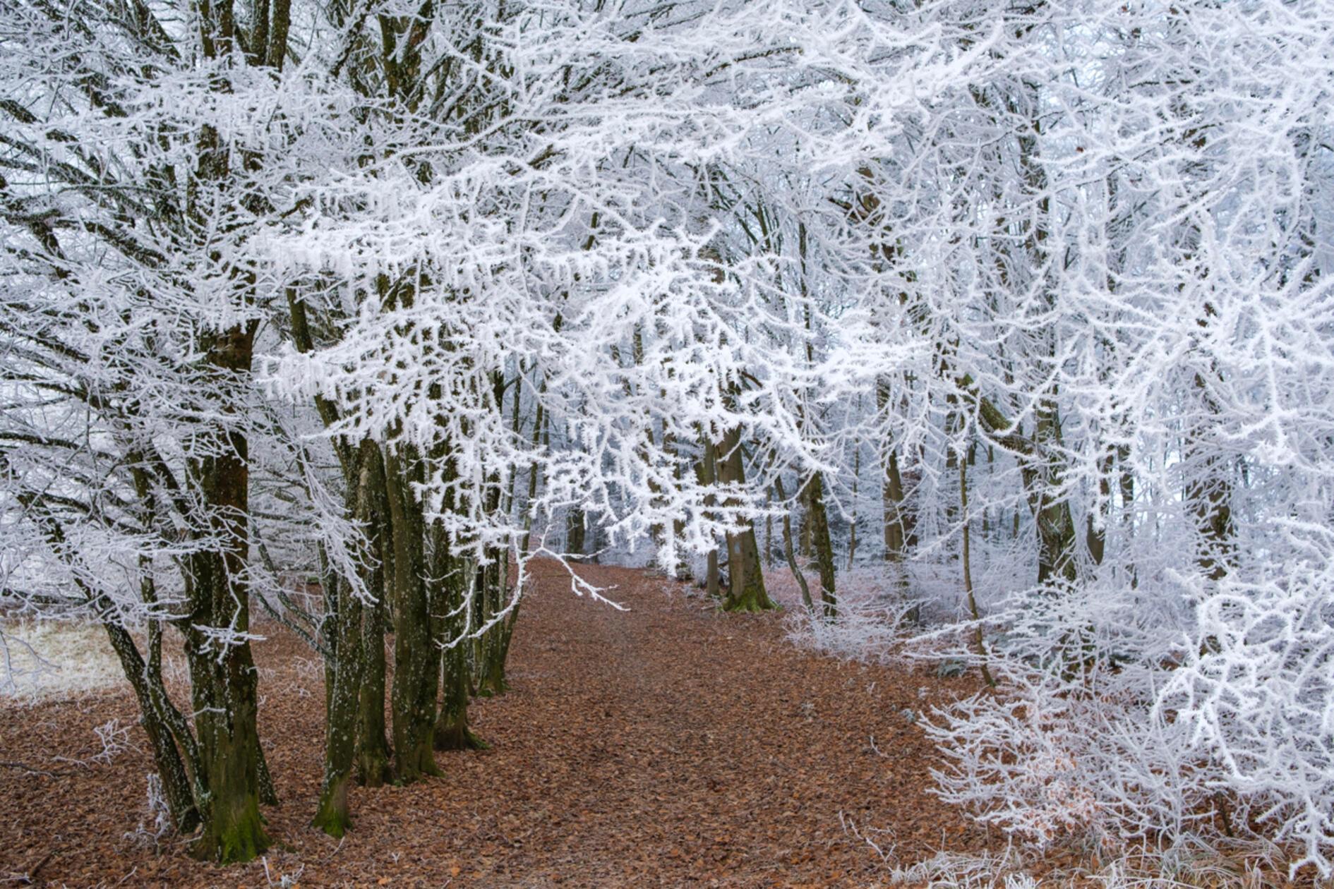 Zauberhafter Raureif am Deckersberg.