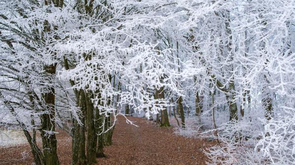 Zauberhafter Raureif am Deckersberg.