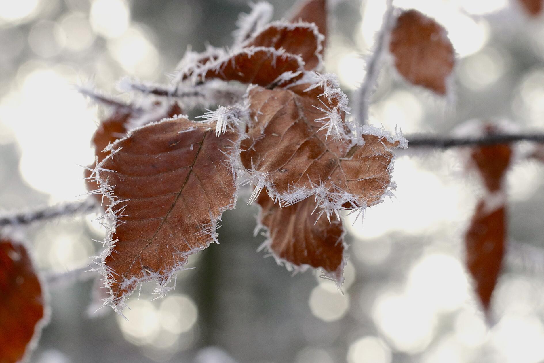 "In den letzten Tagen war es auf der Houbirg bei Happurg noch eiskalt. Bedingt durch die vorher hohe Luftfeuchtigkeit entstanden wunderschöne Eiskristalle", erklärt unser Leserfotograf sein Foto.