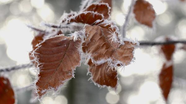 "In den letzten Tagen war es auf der Houbirg bei Happurg noch eiskalt. Bedingt durch die vorher hohe Luftfeuchtigkeit entstanden wunderschöne Eiskristalle", erklärt unser Leserfotograf sein Foto.