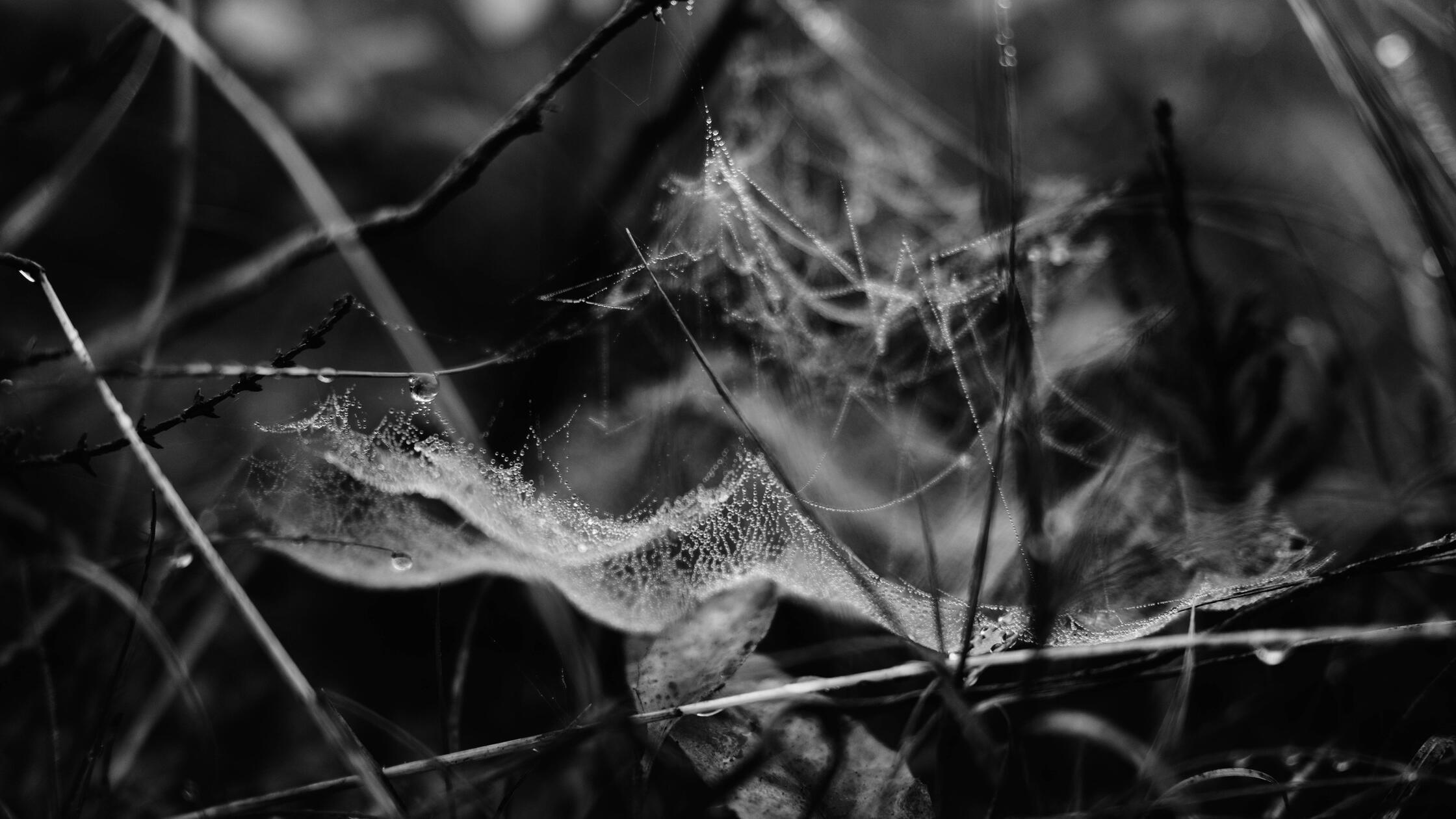 Spinnennetz mit Tautropfen im Herbst im Thüringer 