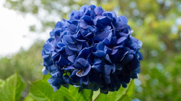 Blühende Natur soweit das Auge reicht - Die Hortensie ist so etwas wie die Nationalblume der Azoren. Pflanzen von aller Welt fühlen sich hier bei den milden Temperaturen rund ums Jahr pudelwohl.