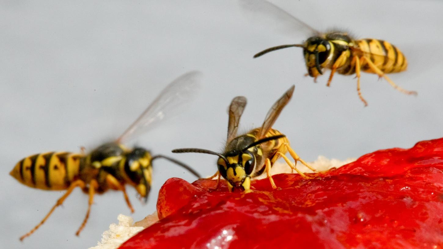Wespen sind oft ungebetene Gäste - auch bei der Brotzeit im Baumhaus.