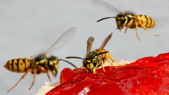 Wespen rächten  sich an Landshuter Lausbuben