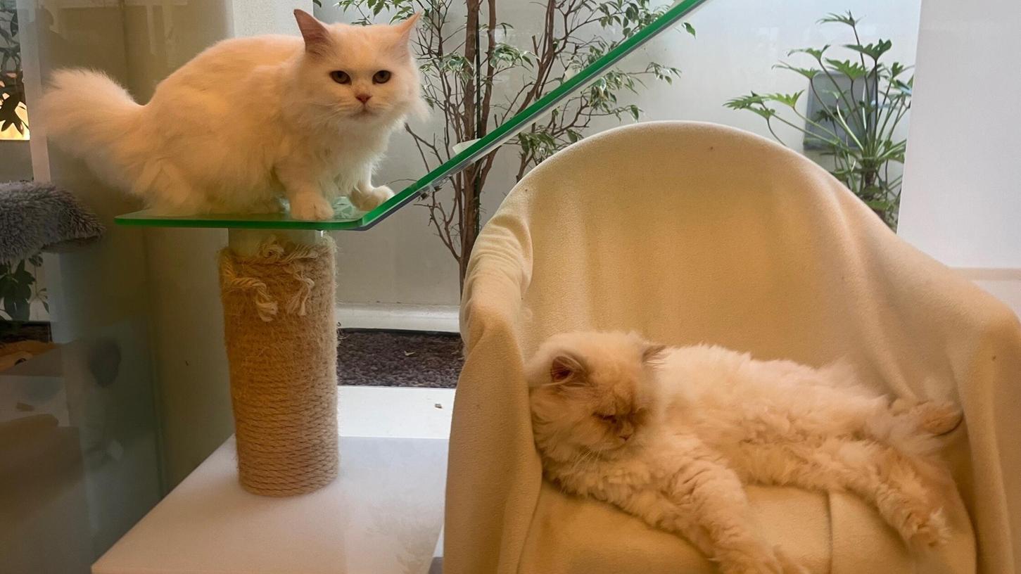 Fellige Schönheiten: Earl und Belle warten seit November im Nürnberger Tierheim. Fellige Schönheiten: Earl und Belle warten seit November im Nürnberger Tierheim.