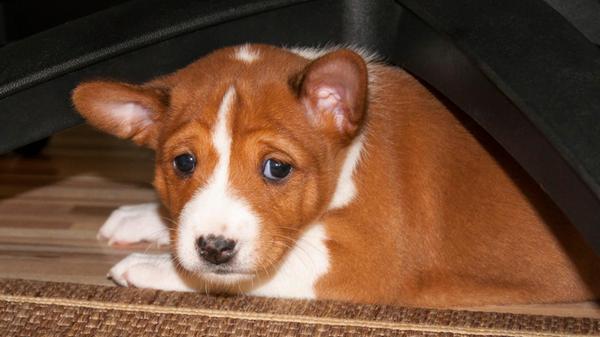 the puppy hides under a chair